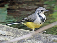 Wagtail, Madagasscar Motacilla flaviventris