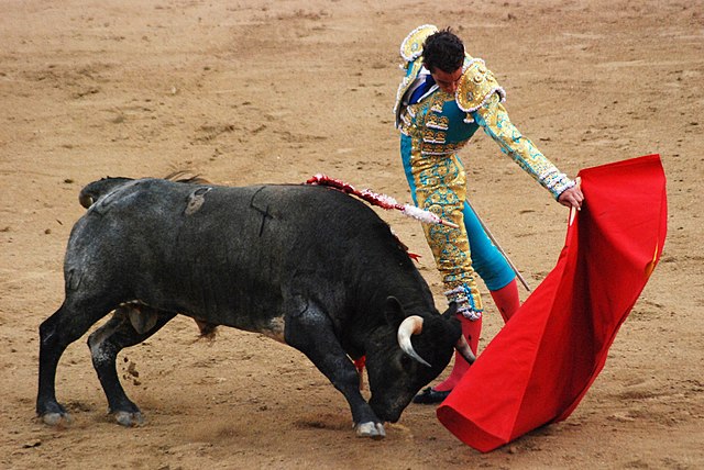 Taureau avec une pique plantée dans le dos et fonçant tête baissée vers une muleta de couleur rouge, tenue de trois-quart arrière par le torero