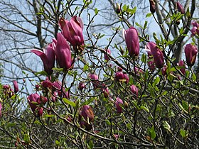 Magnolia liliiflora (Lily magnolia)