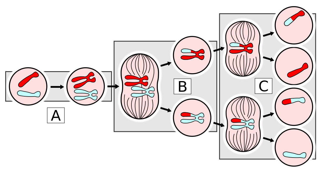 Meiose