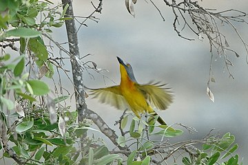 Malaconotus blanchoti (Grey-headed Bush-shrike) in flight.jpg