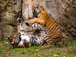 Malayan Tiger Cubs.jpg
