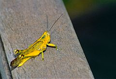 Malaysian Locust (Valanga nigricornis) (14071559067).jpg