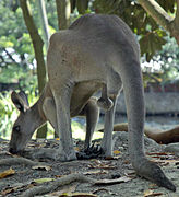 Male-kangaroo.jpg