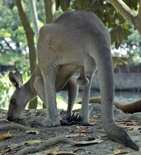 Tập_tin:Male-kangaroo.jpg