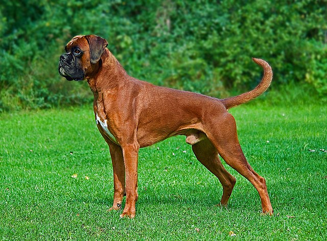 Boxer (dog) - Wikipedia