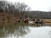 Mallows Bay-Widewater Historic and Archeological District Mallows-bay-shipwreck.jpg