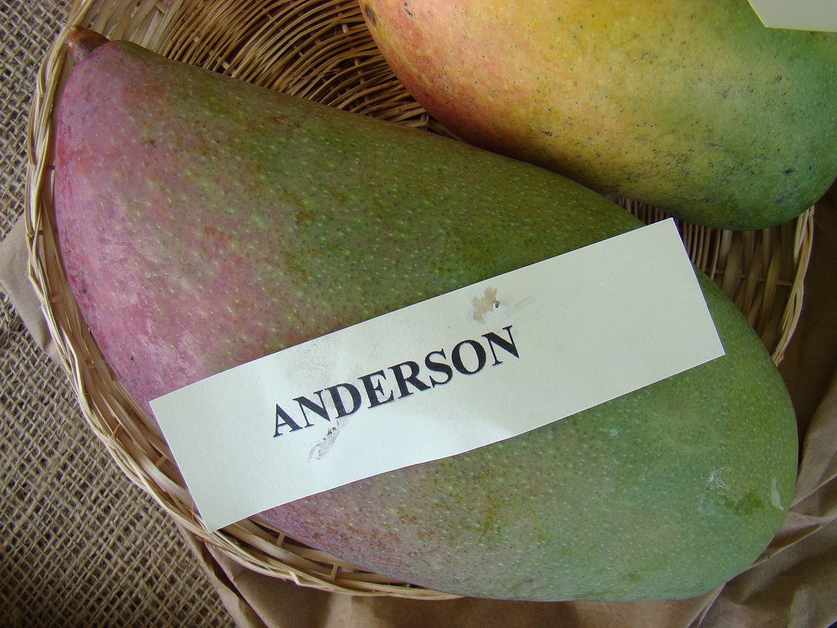 Anderson Mango Wikipedia