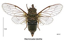 Maoricicada iolanthe male.jpg