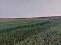 Thumbnail for Maple Creek (Saskatchewan)