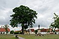 Friedenseiche Stieleiche (Quercus robur) (Baum)