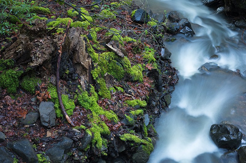 File:Matanzas Creek headwater at North Sonoma Mountain Regional Park.jpg