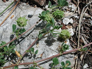 <i>Medicago rigidula</i> Species of plant