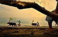 Mekepung adalah atraksi Karapan Sapi berasal dari Kabupaten Jembrana, Bali. Mekepung artinya berkejar-kejaran, inspirasinya muncul dari kegiatan tahapan proses pengolahan tanah sawah yaitu tahap melumatkan tanah menjadi lumpur dengan memakai Bajak Lampit Slau.