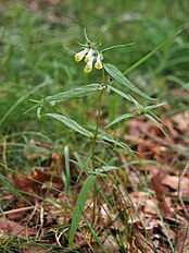 Habitus, Poland