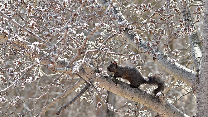 Melanistic Eastern Gray Squirrel (Sciurus carolinensis)