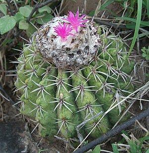 Melocactus curvispinus in the Desierto de la Tatacoa in Colombia