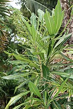 Thumbnail for Meryta latifolia