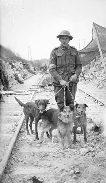 File:Messenger dogs and handler near Villers-Bretonneux, 1918 (3527154962).jpg