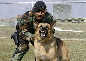 Military dog and handler.jpg