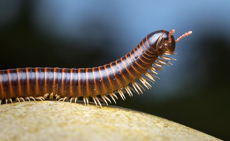 File:Millipede - Belize.jpg