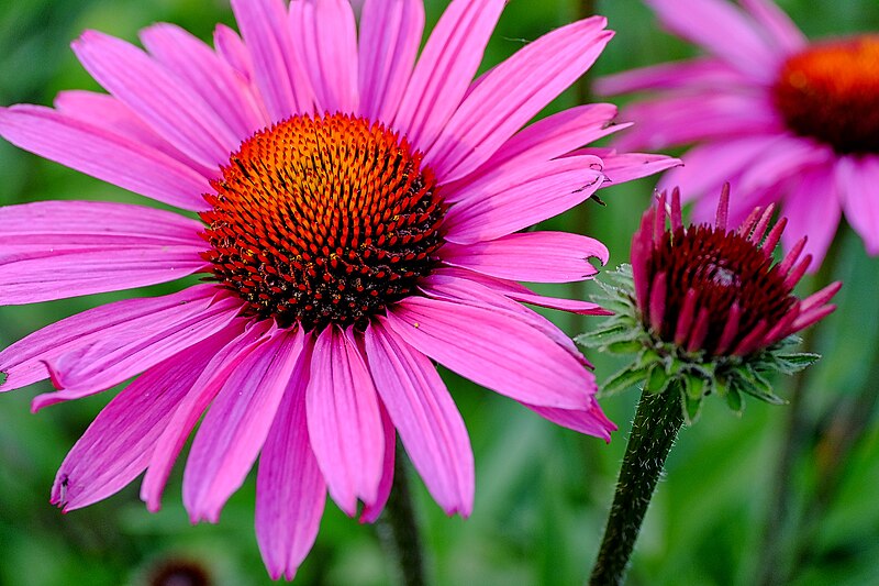 File:More Cone Flowers On The Way (113906785).jpeg