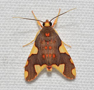 <i>Trichromia carinaria</i> Species of moth