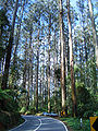 Kelias Viktorijoje per karališkųjų eukaliptų mišką