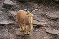 A mountain goat at the Tennoji Zoo