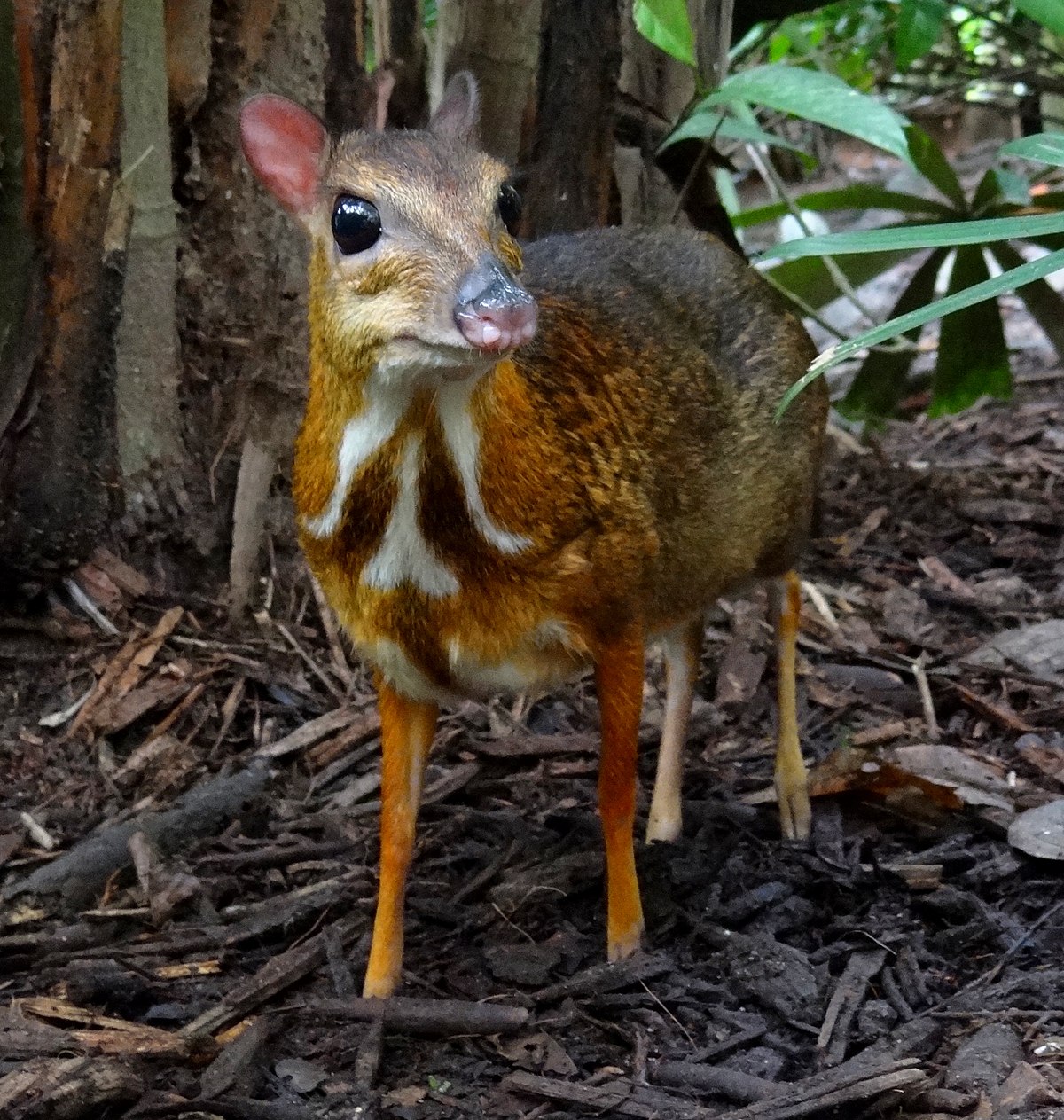 animals that look like deer