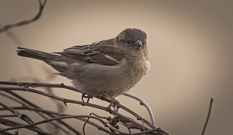 File:Mrs Sparrow (49689804851).jpg