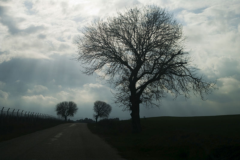 File:Mulberry tree - Morus sp 02.jpg