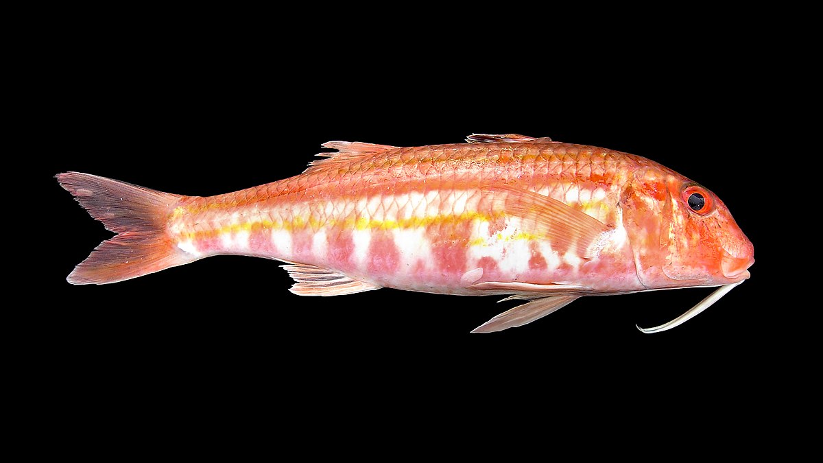 Striped Red Mullet Facts: Profile, Traits, Range, Ecology