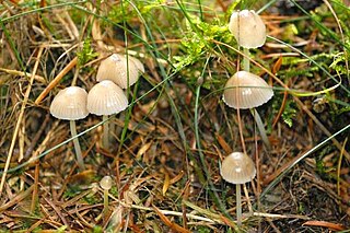 <i>Mycena olivaceomarginata</i> Species of fungus