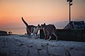 Mykonos - two cats on a wall (50266447771).jpg