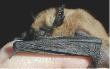 Western small-footed bat