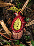 Thumbnail for Nepenthes × alisaputrana