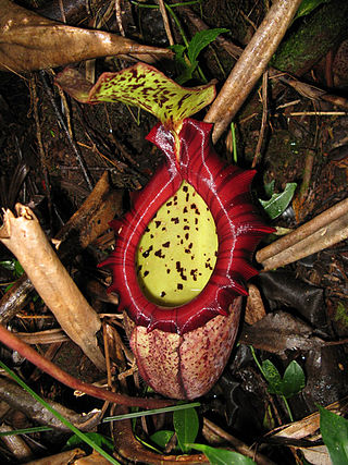 <i>Nepenthes <span style="font-style:normal;">×</span> alisaputrana</i> Species of carnivorous plant