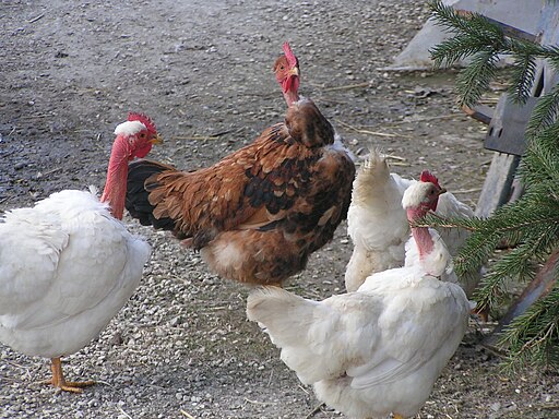 Naked Neck hens - Italy