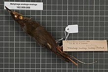Центр биоразнообразия Naturalis - RMNH.AVES.133984 1 - Meliphaga analoga analoga (Reichenbach, 1852) - Meliphagidae - образец кожи птицы.jpeg