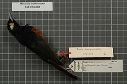 Naturalis Biodiversity Center - RMNH.AVES.13432 1 - Monarcha erythrostictus (Sharpe, 1888) - Monarchidae - bird skin specimen.jpeg