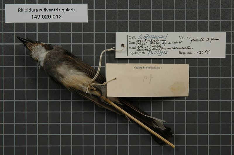 File:Naturalis Biodiversity Center - RMNH.AVES.42554 2 - Rhipidura rufiventris gularis Muller, 1843 - Monarchidae - bird skin specimen.jpeg