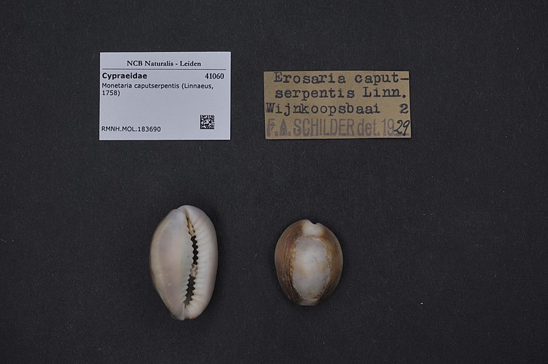 File:Naturalis Biodiversity Center - RMNH.MOL.183690 - Monetaria caputserpentis (Linnaeus, 1758) - Cypraeidae - Mollusc shell.jpeg