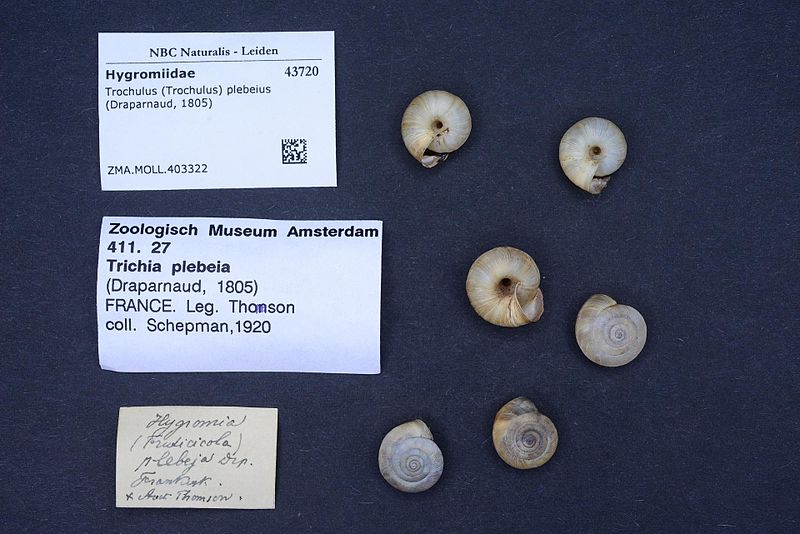 File:Naturalis Biodiversity Center - ZMA.MOLL.403322 - Trochulus (Trochulus) plebeius (Draparnaud, 1805) - Hygromiidae - Mollusc shell.jpeg