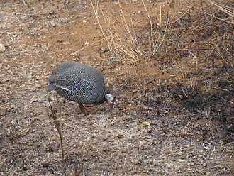 Domestic guineafowl in India Nature in my Backyard Guinea Fowl Mylasandra Raghavan N.jpg