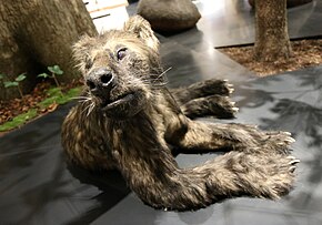 Naturhistorisches Museum Mainz- (8)-Bärenhund-Agnotherium antiquum.jpg