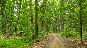 Wiesenau nature reserve (May 2016)