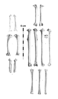 Skull and temporomandibular joint