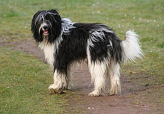<span class="mw-page-title-main">Schapendoes</span> Dog breed