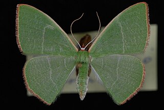 <i>Nemoria leptalea</i> Species of moth